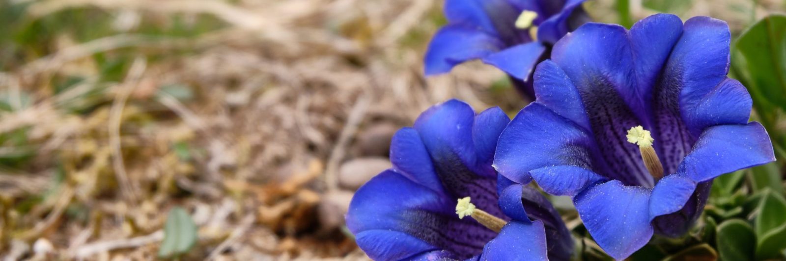 purple flowers in the ground