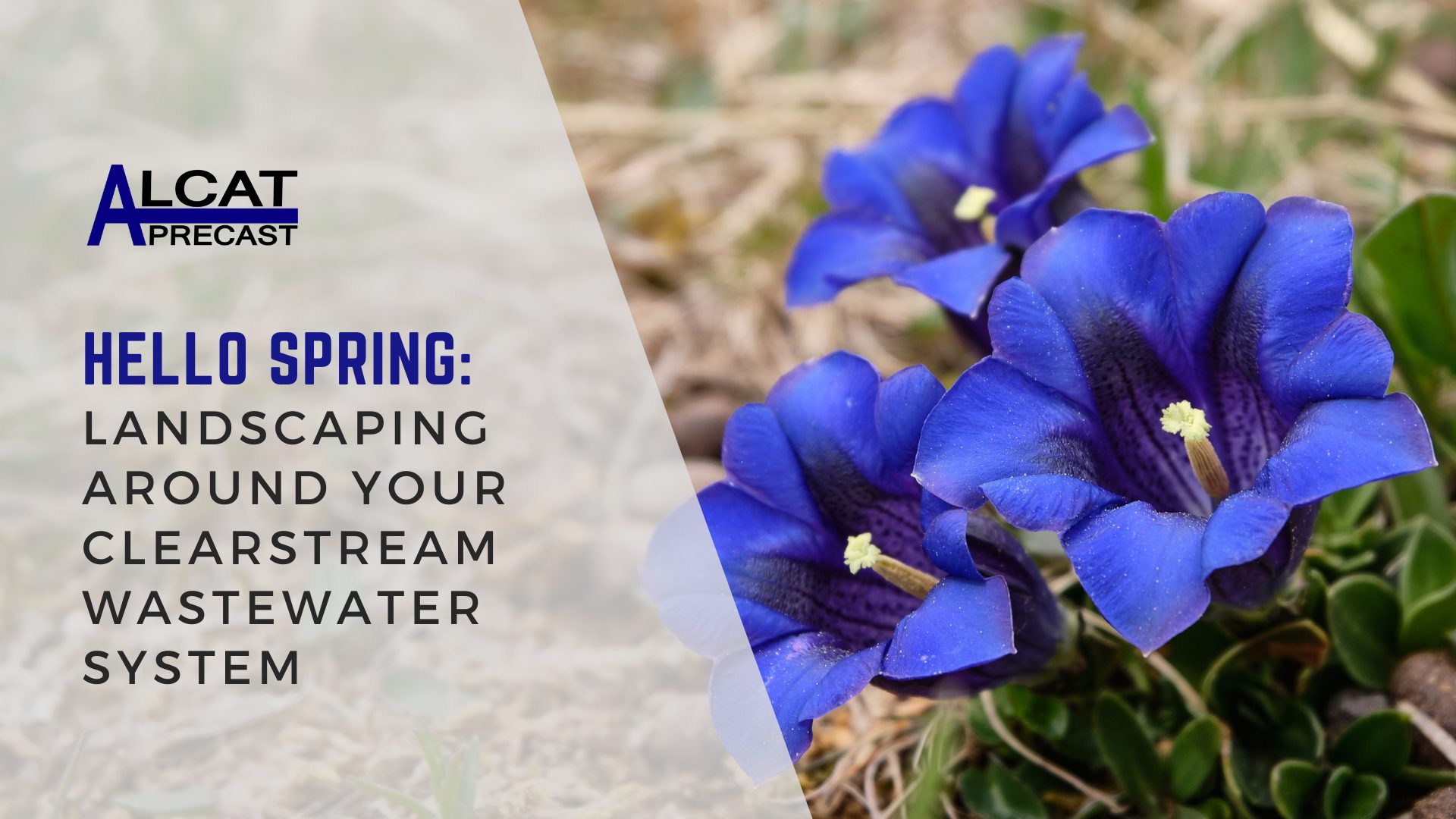 purple flowers in the ground with a banner that reads 'hello spring: landscaping around your clearstream wastewater system'